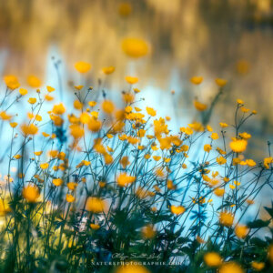 Buttercups by the Water