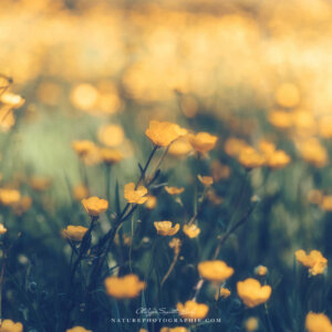 Buttercups in the Fields