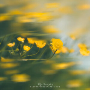 Buttercups in the Wind