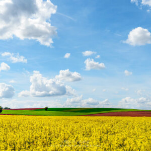 Colors of May
