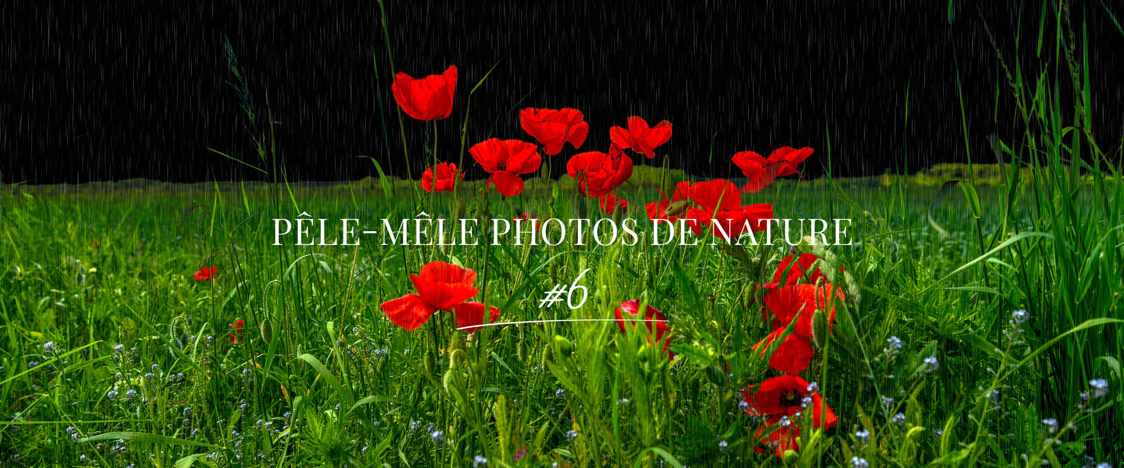 Coquelicots dans les prés