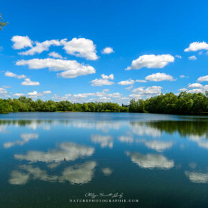 Cotton Balls In The Sky
