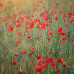 Coquelicots dans la lumière