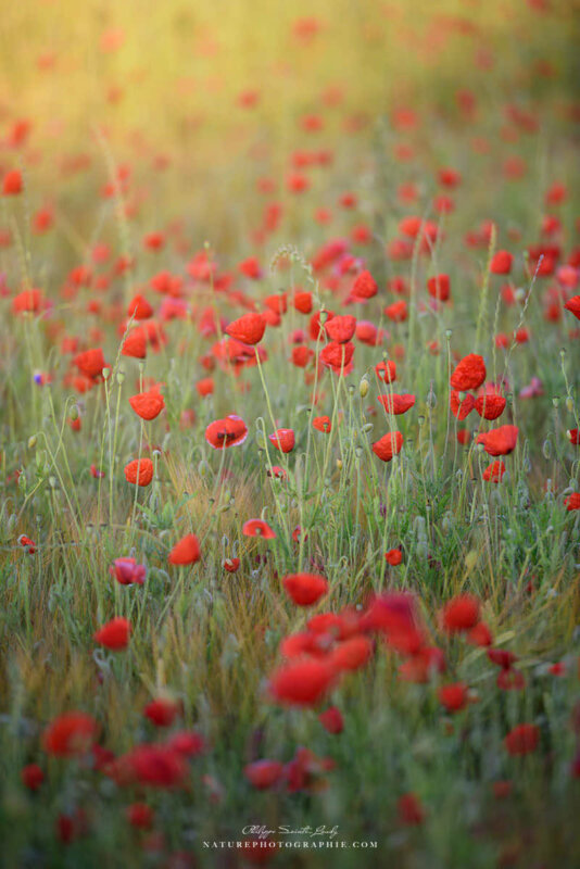Coquelicots dans la lumière