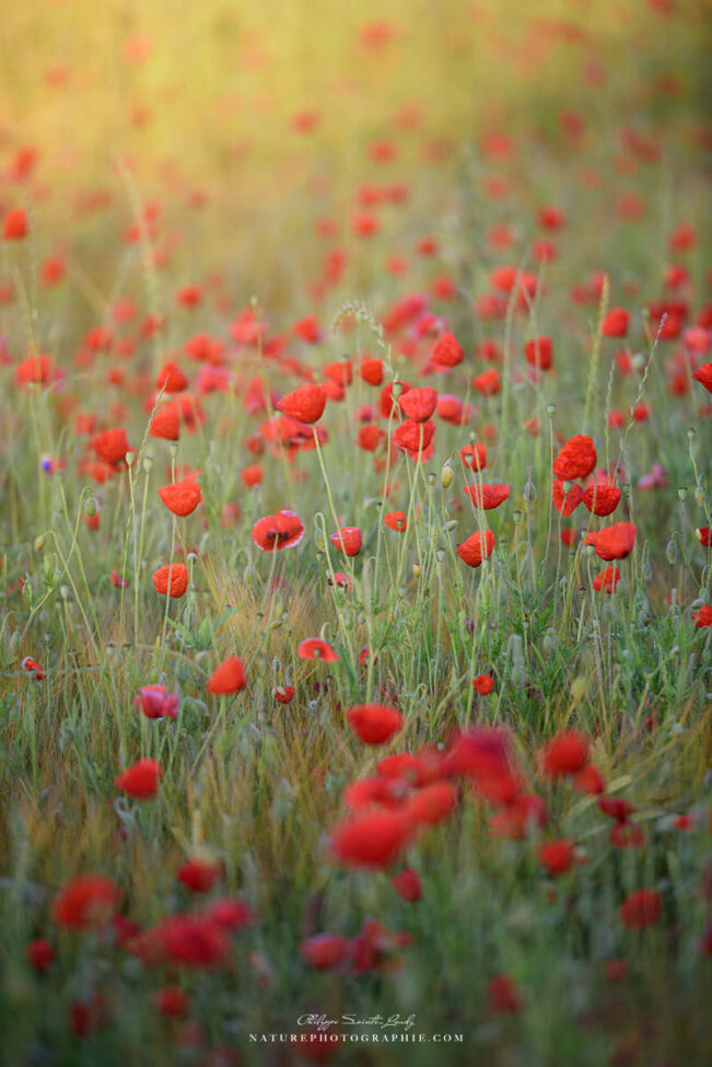 Coquelicots dans la lumière