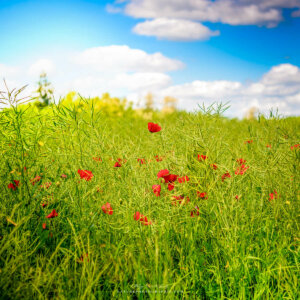 Discreet Poppies