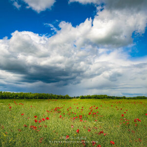 Fields of Poppies Under the Clouds
