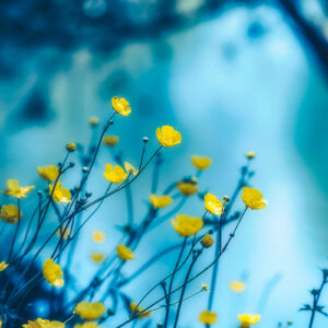 Fragile Buttercups