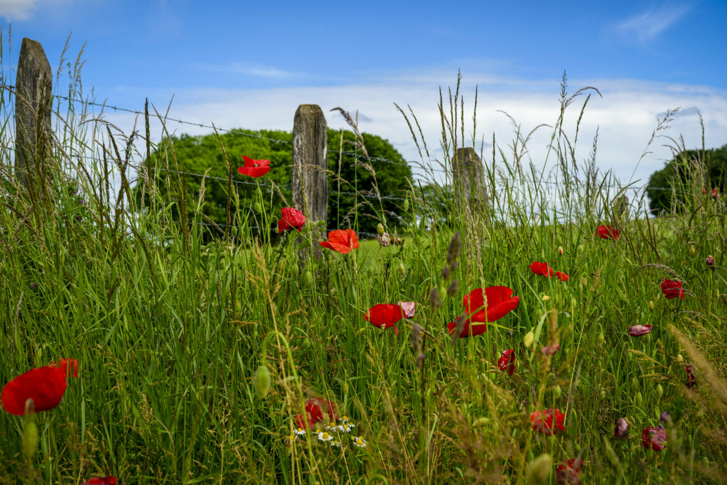 Nature en fleurs