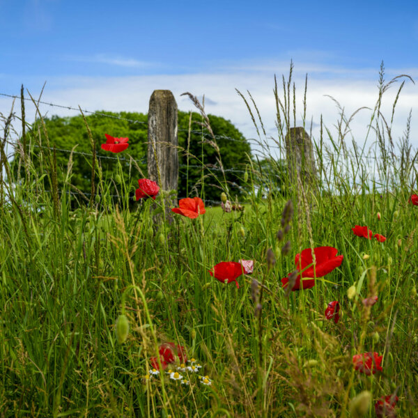Nature en fleurs