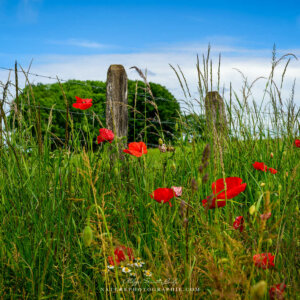 Free as Poppies