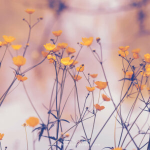 From the tops of their stems