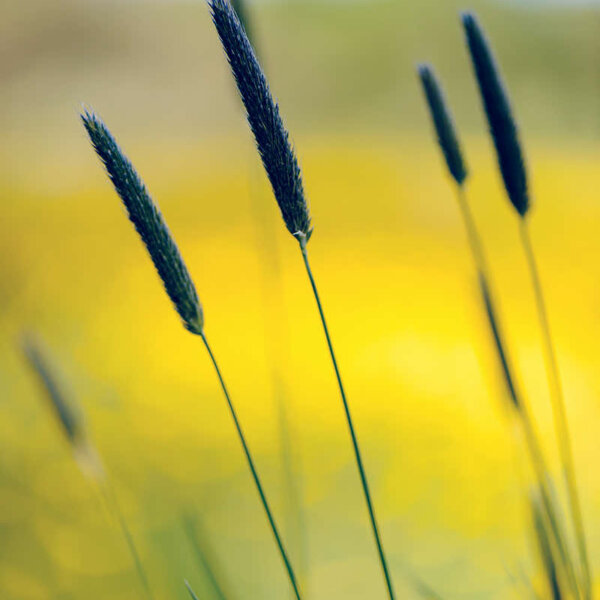 In the April Wind