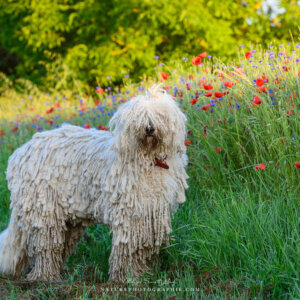 Maddy et les coquelicots