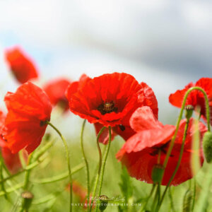 May Poppies
