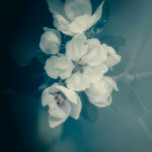 Nostalgic Apple Blossoms