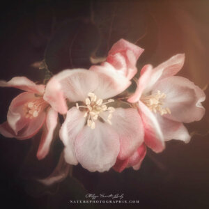 Old-Fashioned Apple Blossoms