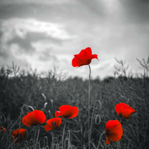 Only the Red of the Poppies