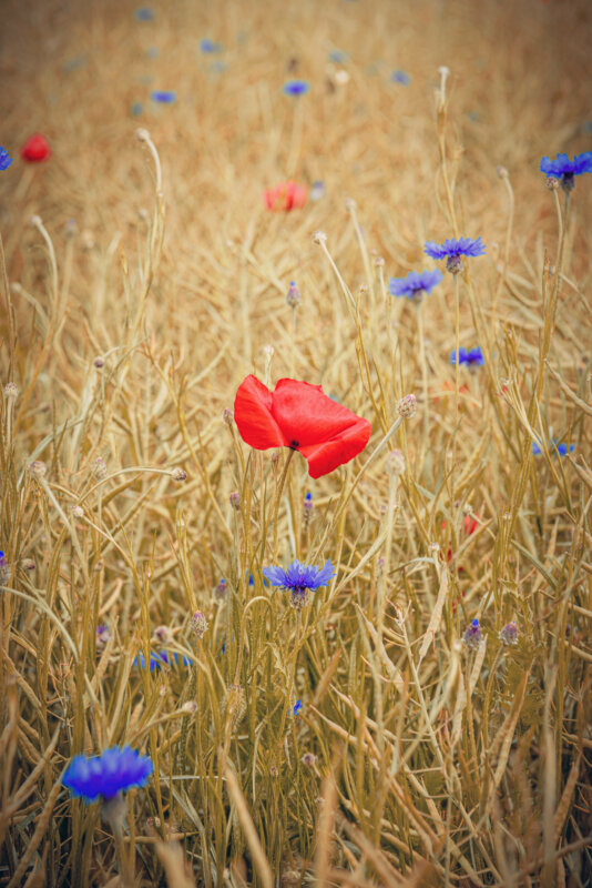 Coquelicots et bleuets