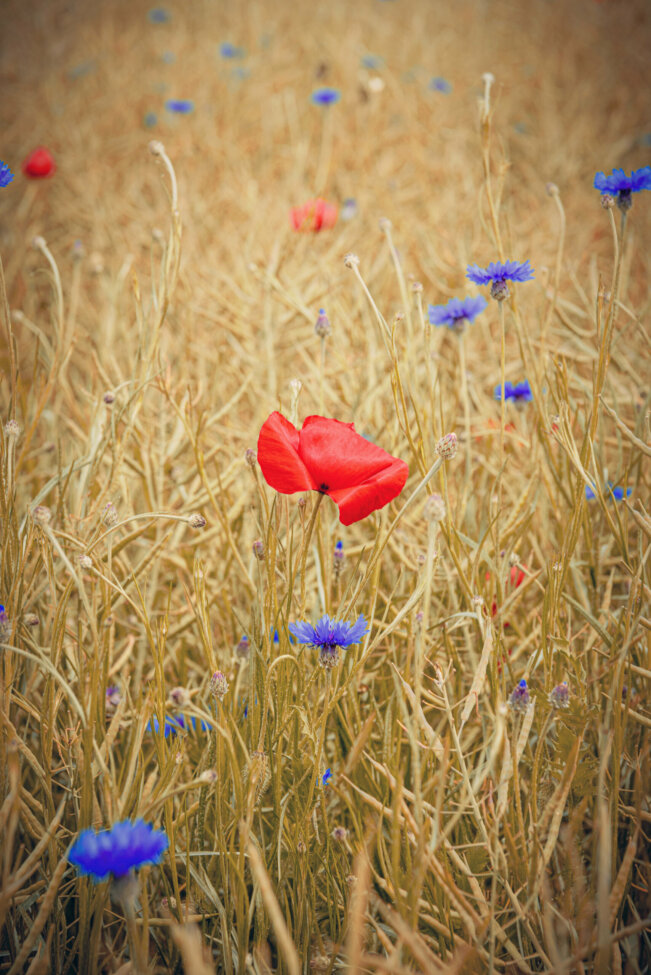Coquelicots et bleuets