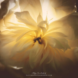 Peony of the Interior