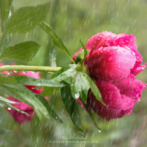 Peony under a Spring Rain