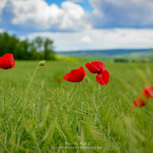 Perfect Red