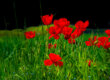 Coquelicots dans les champs