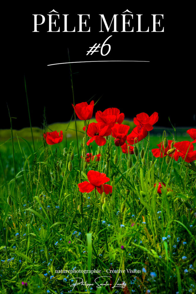 Coquelicots dans les champs