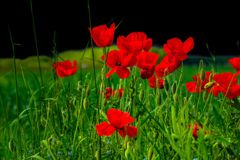 Coquelicots dans les champs