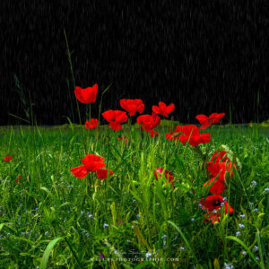 Poppies in the Rain