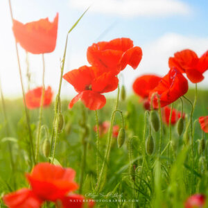 Poppies in the Spotlight