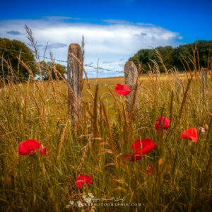 Poppies in the wild