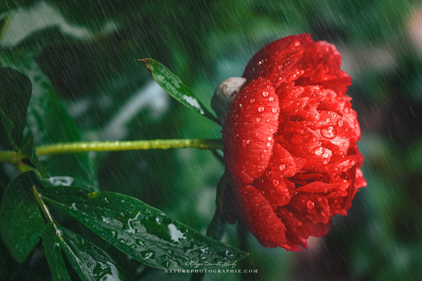 Pivoine rouge