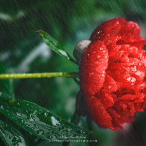 Pivoine rouge