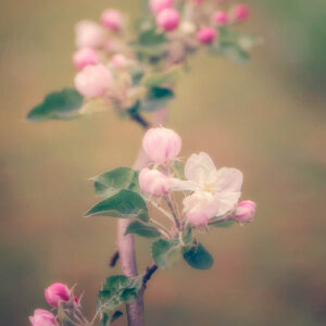 Retro Apple Blossoms