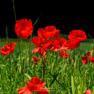Shamefully Red Poppies