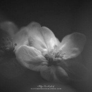 Shyly Grey Flowers