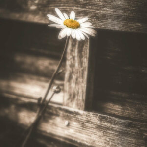 Solitary Daisy