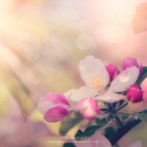 Spotlight on Apple Blossoms