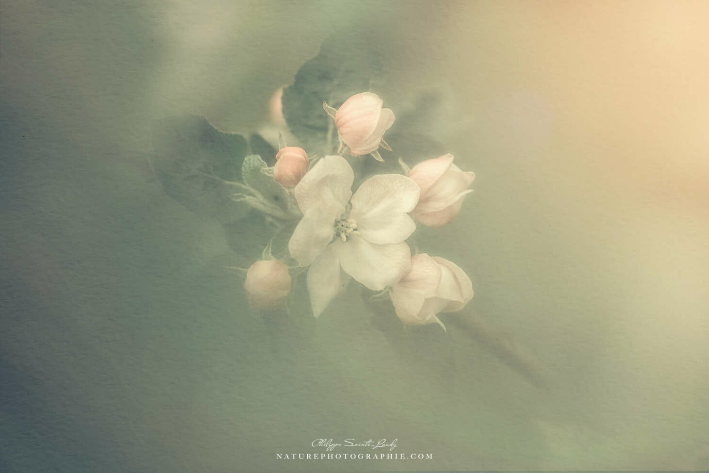 Fleur de pommier