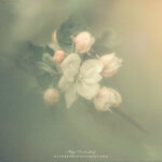 Fleur de pommier