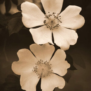 Ten Petals