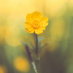Tenderly Yellow
