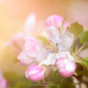 Textured Apple Blossoms