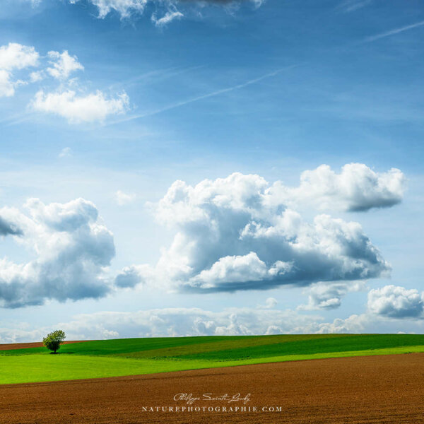 The Fields of May