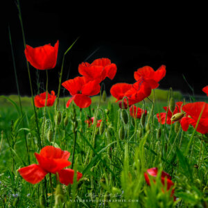 The Poppy Dance
