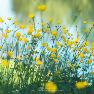 The Season of Buttercups