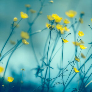 The Sweetness of Buttercups