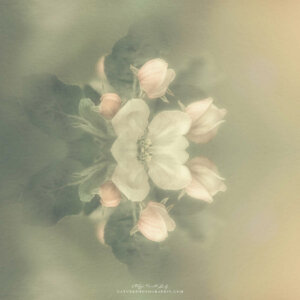 Very Sweet Apple Blossoms